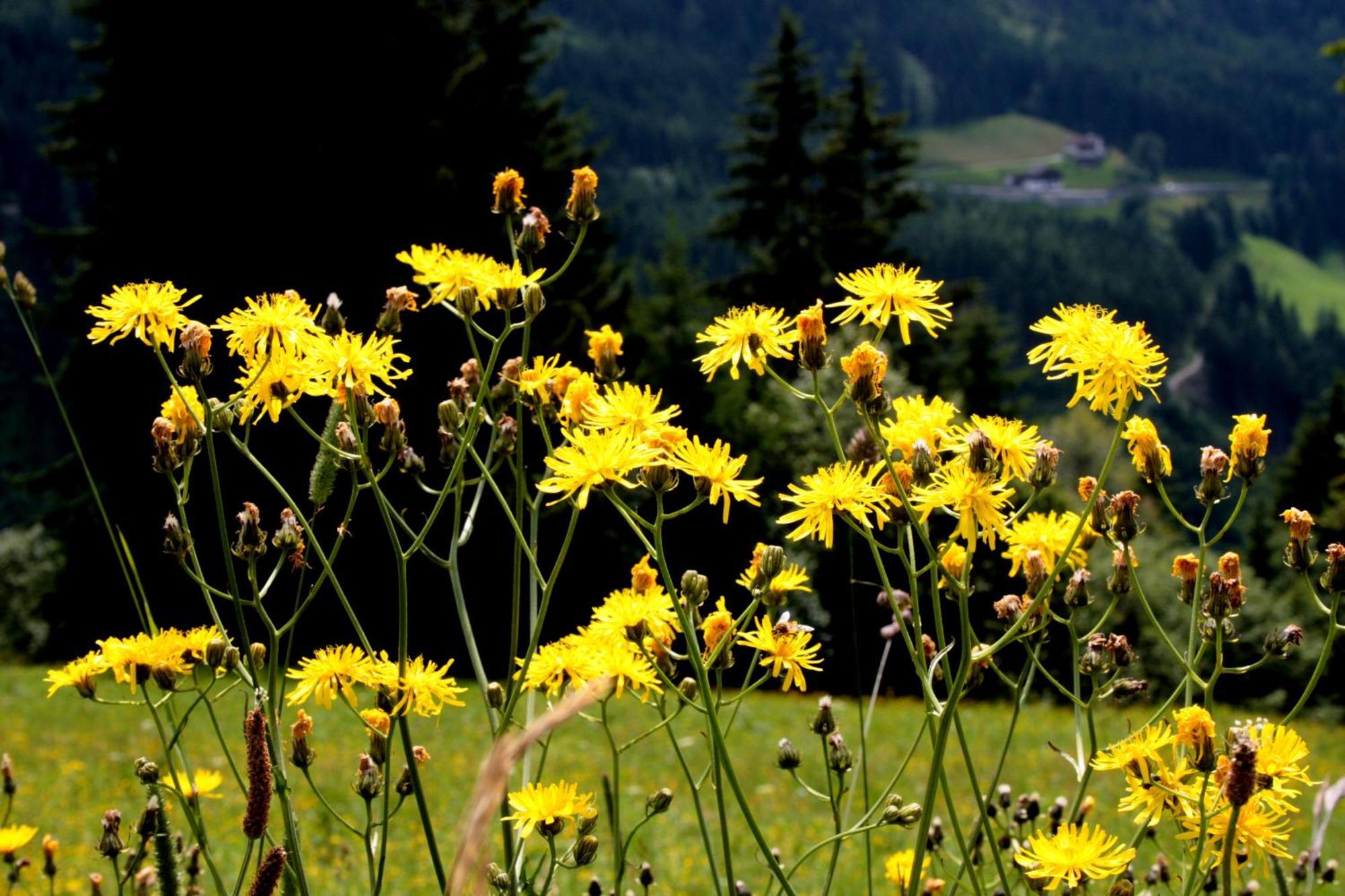 Hanserhof Zell am Ziller Zewnętrze zdjęcie